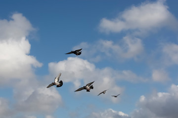 Bird Flight