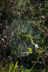 Spiders Round Cobweb