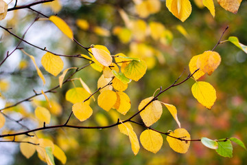 beautiful birch branches with yellow leaves in autumn