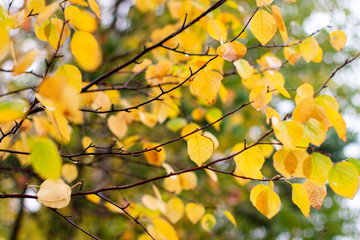 bright yellow foliage on birch branches in the forest in autumn
