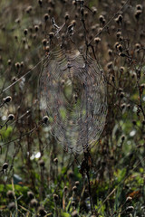 Spiders Round Cobweb