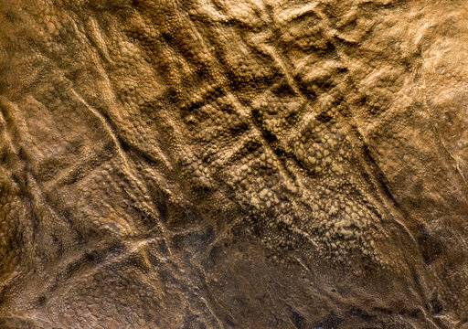 Dinosaur skin texture