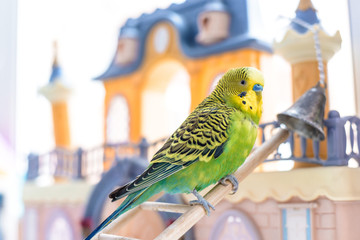 Funny budgerigar. Cute green budgie parrot sits on wooden stairs near toy castle and plays with...