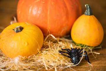 Black toy spider creeping towards three yellow and orange ripe pumpkins on straw