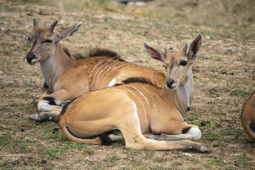 Naklejka na ściany i meble Antilope Lichi (Kobus leche) in Africa