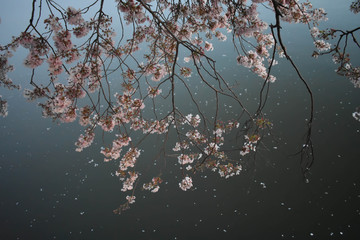 cherry blossom tree over water