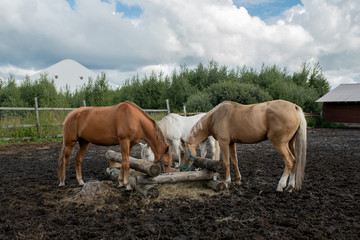 Three young purebred mares standing by wooden trough and eating at rancho