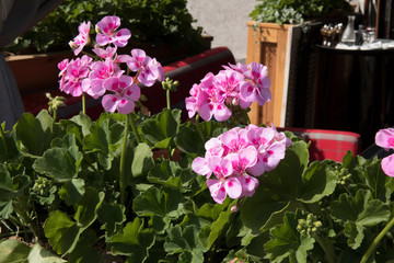 Pink garden geranium flowers in pot , close up shot geranium flowers. pelargonium