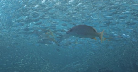 Yellow snapper (Lutjanus argentiventris), hunting sardines, reefs of Sea of Cortez, Pacific ocean. Espiritu santi island, Baja California Sur, Mexico. 