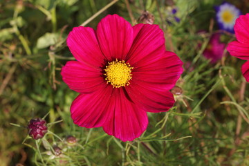 Fototapeta premium Cosmos flower in evening light, purple coloured. 