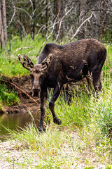 Moose next to a creek in Rocky Mountain National Park