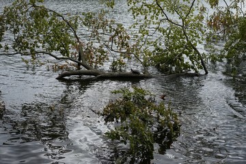 Ausgesetzte Schildkröte auf einem Ast im Schlachtensee in Berlin