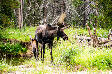 Moose next to a creek in Rocky Mountain National Park