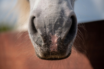 Front part of purebred racehorse muzzle with nostrils and short hair