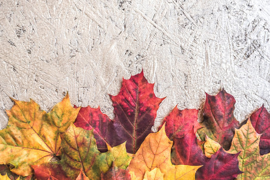 Textural background painted with gold paint with composition of colorful maple autumn leaves