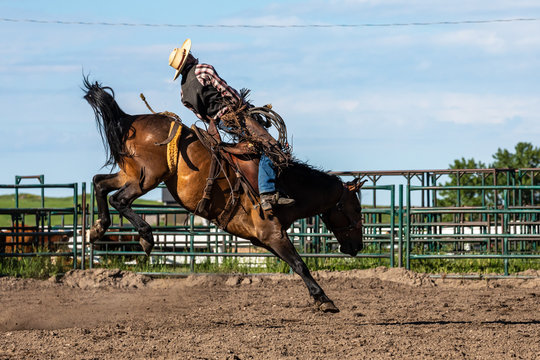 Rodeo Bronco Riding in Canada