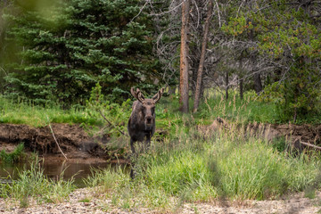 Moose next to a creek in Rocky Mountain National Park