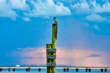 pelican on post at sunset
