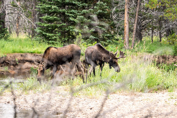 Moose next to a creek in Rocky Mountain National Park