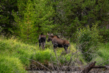 Naklejka na ściany i meble Moose next to a creek in Rocky Mountain National Park
