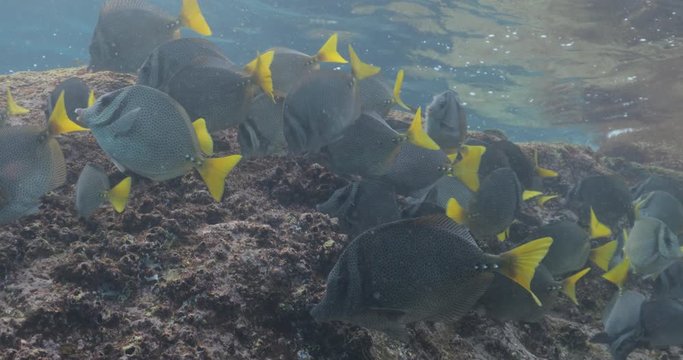 School of Cortez rainbow wrasse and Yellowtail surgeonfish on the reefs of the sea of cortez, Mexico.
