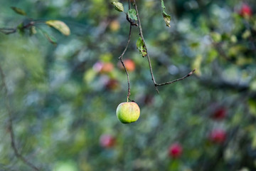Małe jabłko wiszące na gałązce