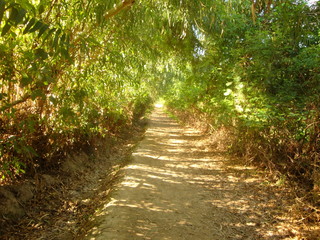 path in forest,earth day,green, 