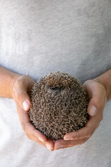 Hands holding hedgehog hiden in ball shape. Business toughness concept.