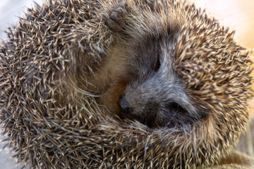 Dwarf hedgehog sleeping in circular form.