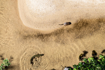 Muskrat and a Trout in Wyoming