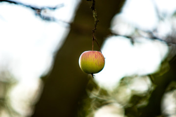 Pojedyncze jabłko wiszące na gałęzi - obrazy, fototapety, plakaty