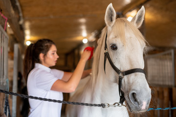 Female carer brushing her back of white young purebred racehorse in stable