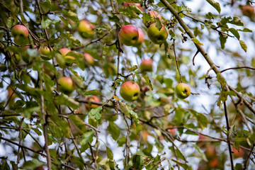 Jabłka w sadzie