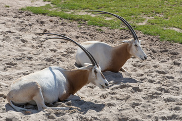 scimitar-horned oryx
