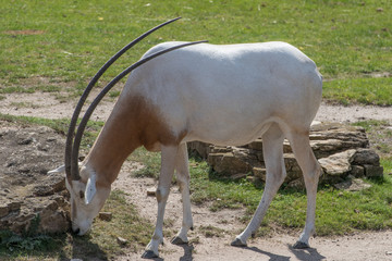  scimitar-horned oryx
