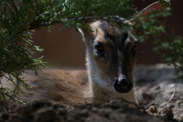 Joven hembra de muntjac de reeve escondida en el bosque