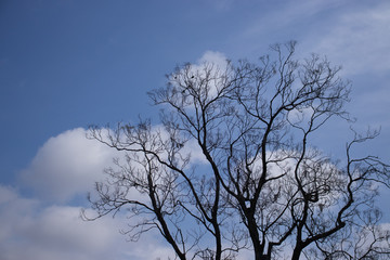 Fototapeta na wymiar árvore seca