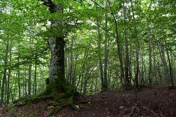 Naturaleza