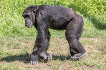 a monkey in the zoo