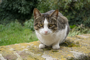 Gatto europeo accovacciato su un muretto guarda la fotocamera