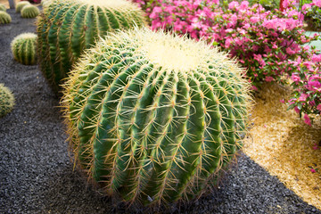 Cactus a forma di sfera con fiori sullo sfondo