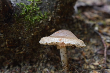 Naturaleza