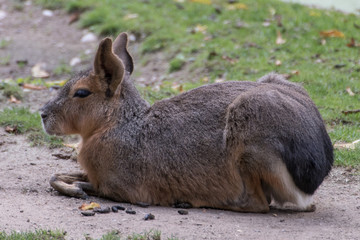 a rabbit in the zoo