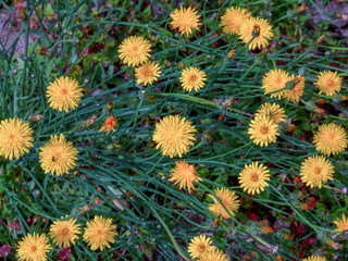 A group of dandelion flowers photographed at the highlands of the Andean mountains of central Colombia.
