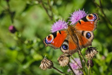 Colorful peacock butterfly, Inachis io, sitting on purple thistle flower in a meadow with open red, violet, black and yellow wings. Sunny day in nature. Blurry green background.