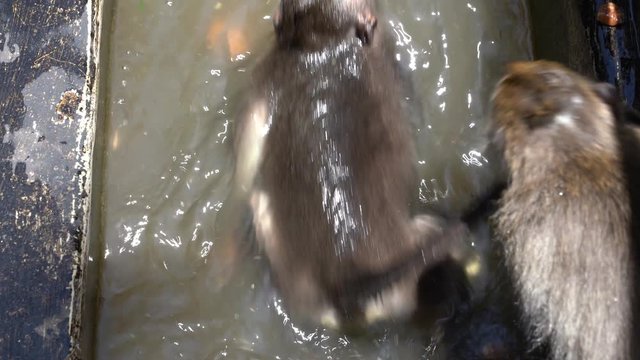 Wild monkeys bathe and play in pond at sacred monkey forest in Ubud, Bali, Indonesia. Monkey forest park travel landmark and tourist destination site in Asia where monkeys live in wildlife environment