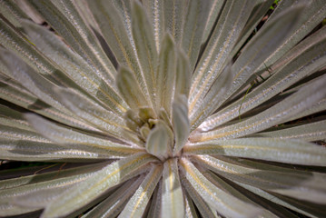 Macro photography of the leaves of an exotic frailejon plant, captured at the highlands of the Andean mountains of central Colombia.