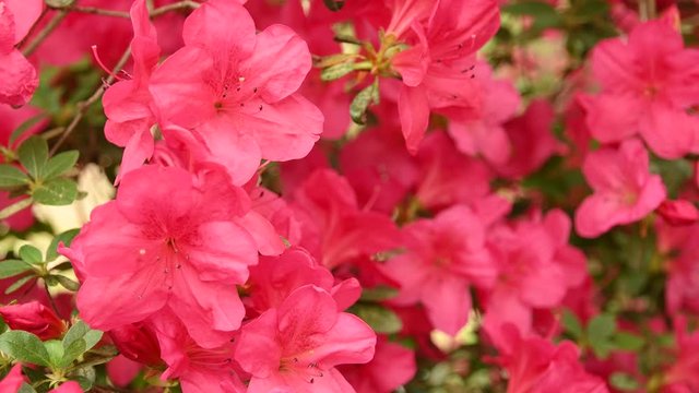 Close-up of beautiful pink Azaleas (Rhododendron) flowers in springtime.