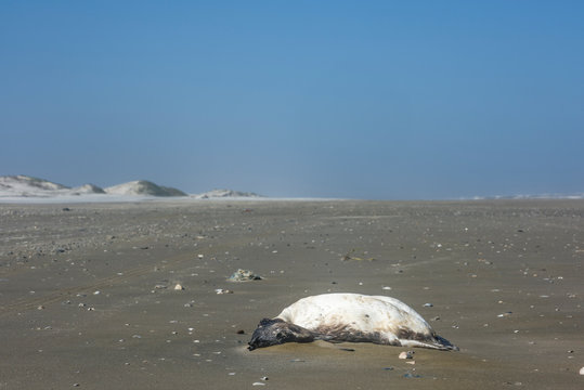 Dead penguin in Brazilian beach