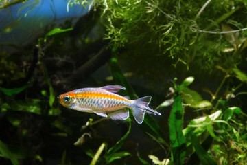 young and healthy male Congo tetra, Phenacogrammus interruptus, endemic of African Congo river...